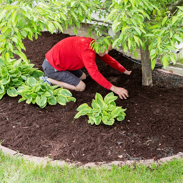 mulch installation helps to retain soil moisture, suppress weeds, and improve the overall appearance of your garden